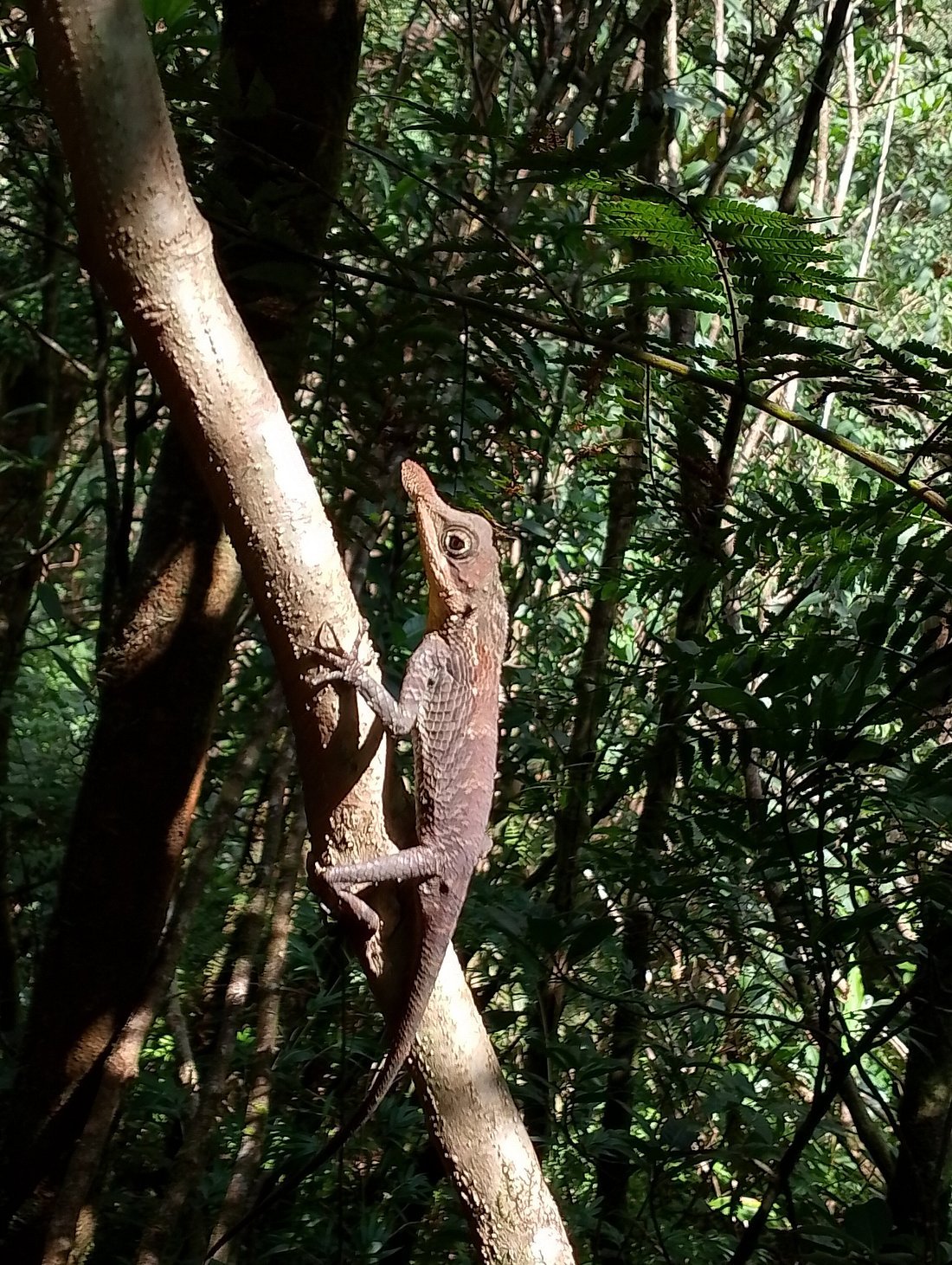 Knuckles Mountain Range
